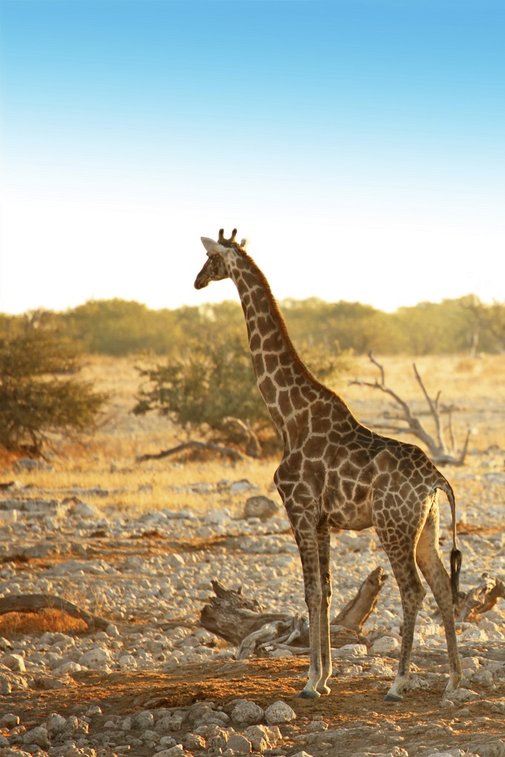 Giraffen in der Savanne. Verlinkung zu Kenia Angeboten.